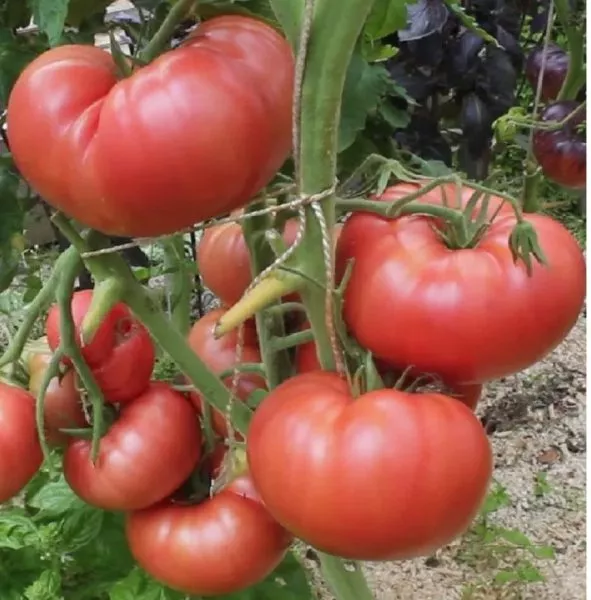 lyubov-zemnaya-main-170581