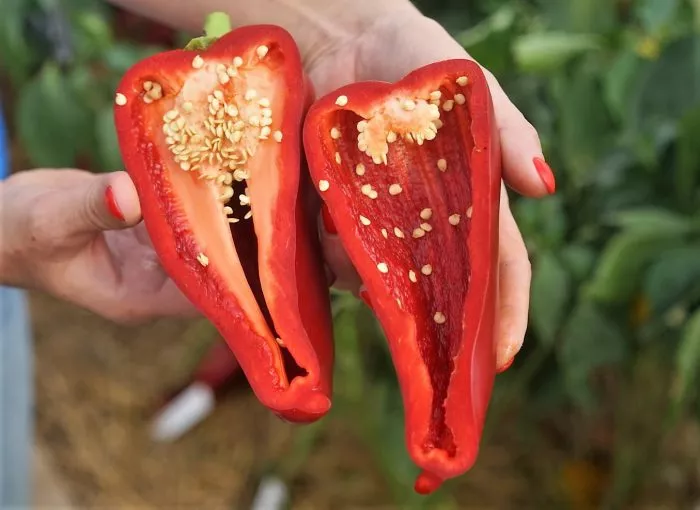 lyubova-ladon-2-180803