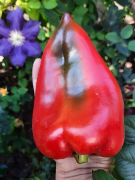 lyubova-ladon-4-180803