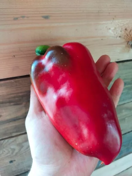 lyubova-ladon-5-180803