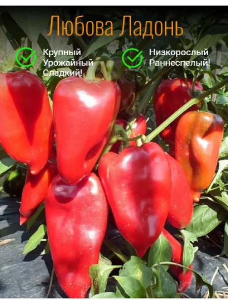 lyubova-ladon-6-180803