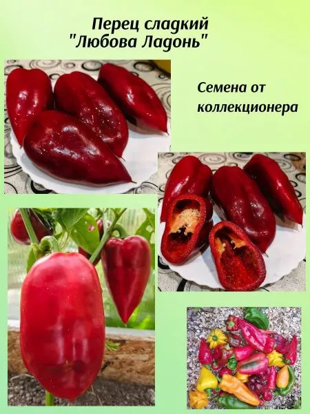 lyubova-ladon-9-180803