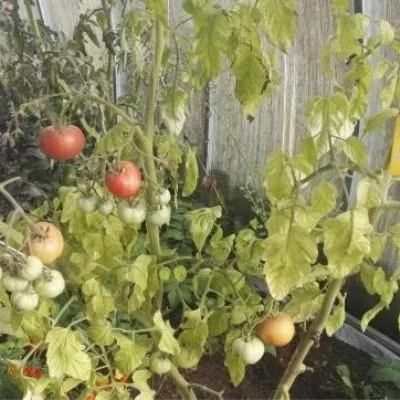 madam-kurazh-4-172318