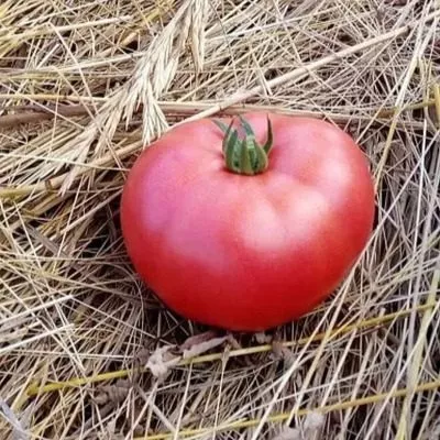 madam-kurazh-5-172318