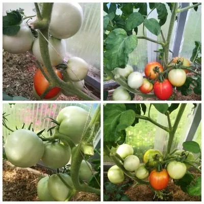 madam-pompadur-10-174782