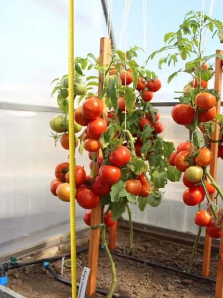 madam-pompadur-2-174782