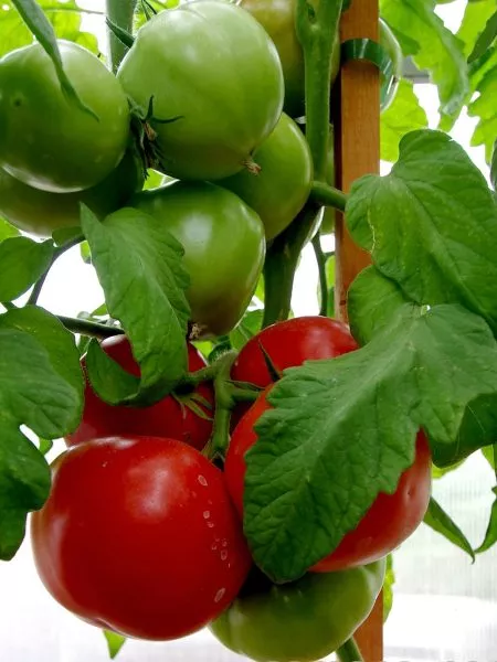 madam-pompadur-3-174782