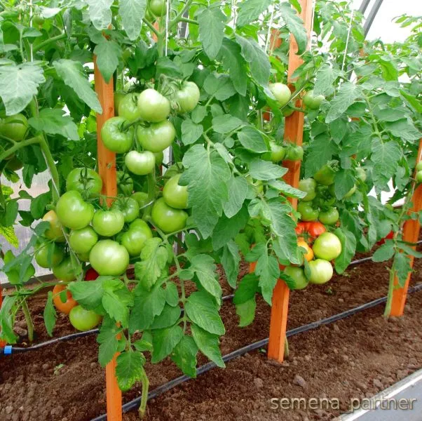 madam-pompadur-5-174782