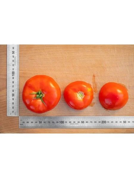 madam-pompadur-6-174782