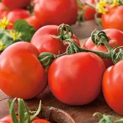 madam-pompadur-7-174782