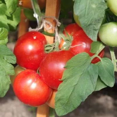 madam-pompadur-8-174782