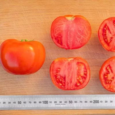 madam-pompadur-9-174782