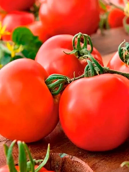 madam-pompadur-main-174782