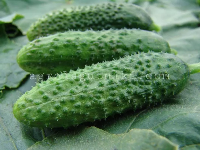 maestoza-main-197888