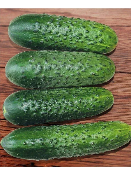 makarushka-main-196534