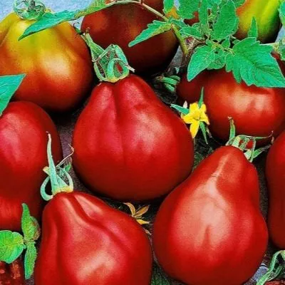 malinovyy-silach-4-171483