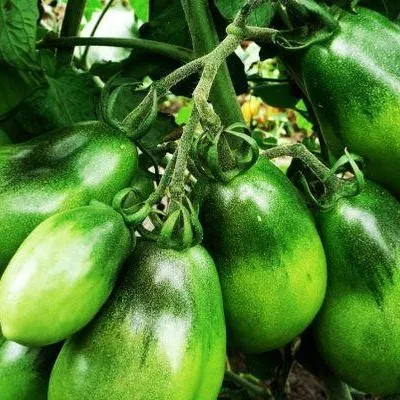 malinovyy-silach-6-171483