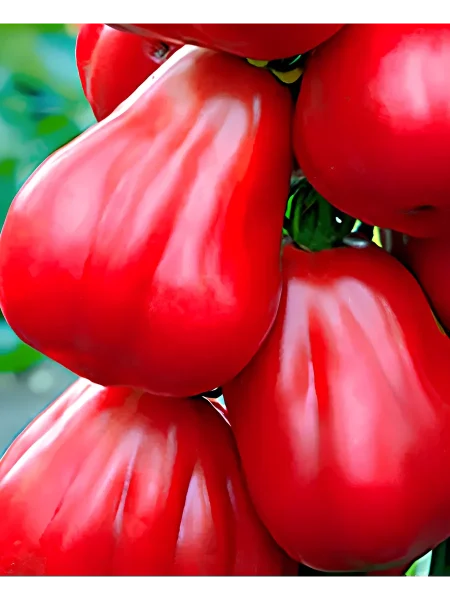 malinovyy-silach-main-171483