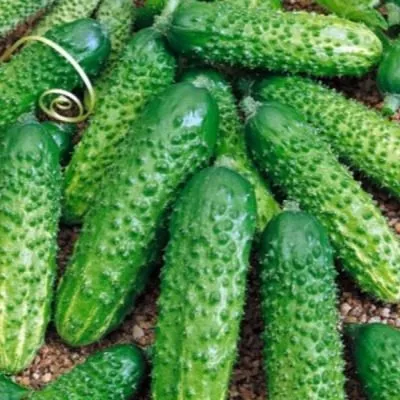 malyshok-krepyshok-5-200923