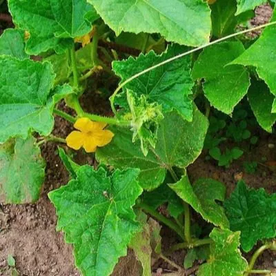 malyshok-krepyshok-6-200923