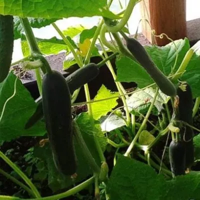 manchzhurskiy-imperator-5-197295