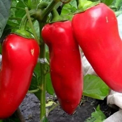 marinkin-yazychok-6-180404