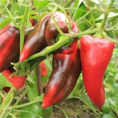 marinkin-yazychok-8-180404