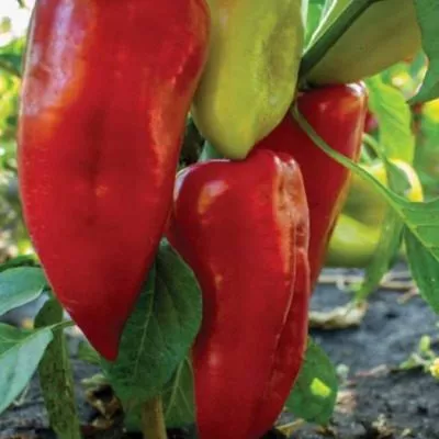 marinkin-yazychok-9-180404