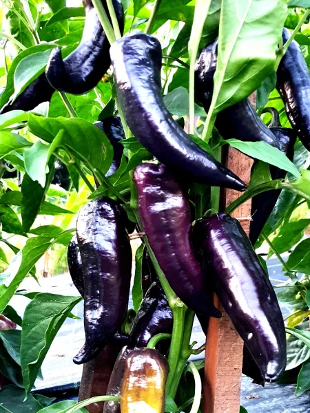 markoni-fioletovyy-1-186101