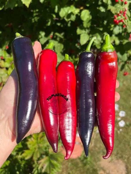 markoni-fioletovyy-10-186101