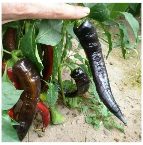 markoni-fioletovyy-11-186101