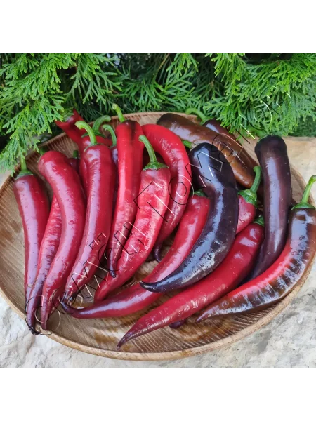 markoni-fioletovyy-2-186101