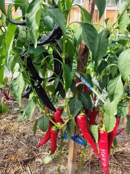 markoni-fioletovyy-4-186101