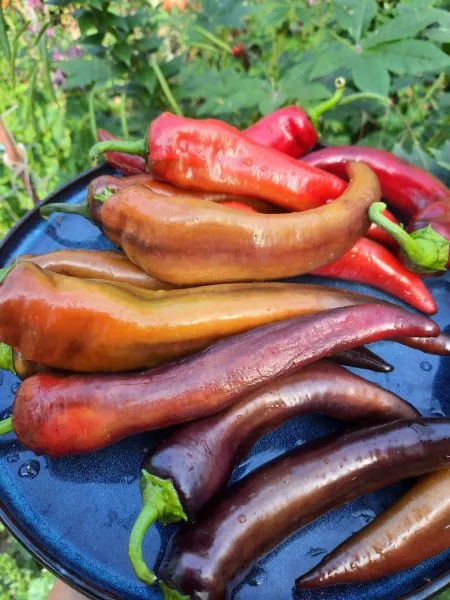 markoni-fioletovyy-6-186101