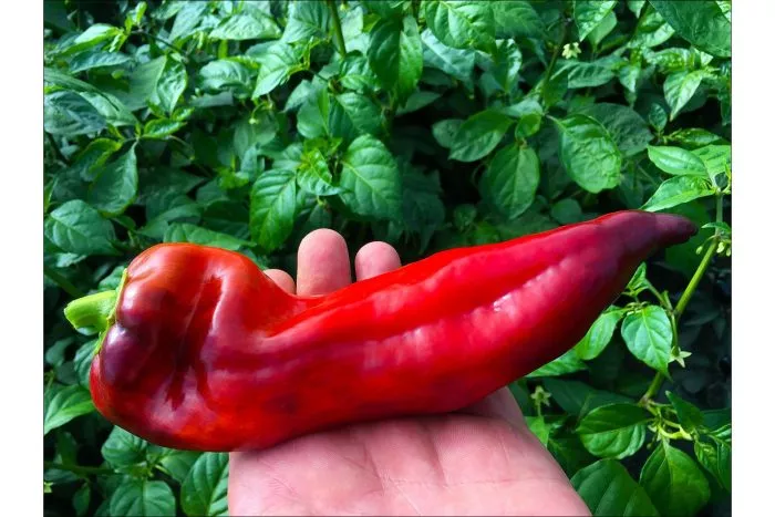 markoni-fioletovyy-7-186101