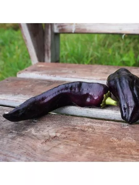 markoni-fioletovyy-9-186101