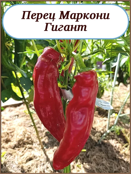 markoni-gigant-2-190720