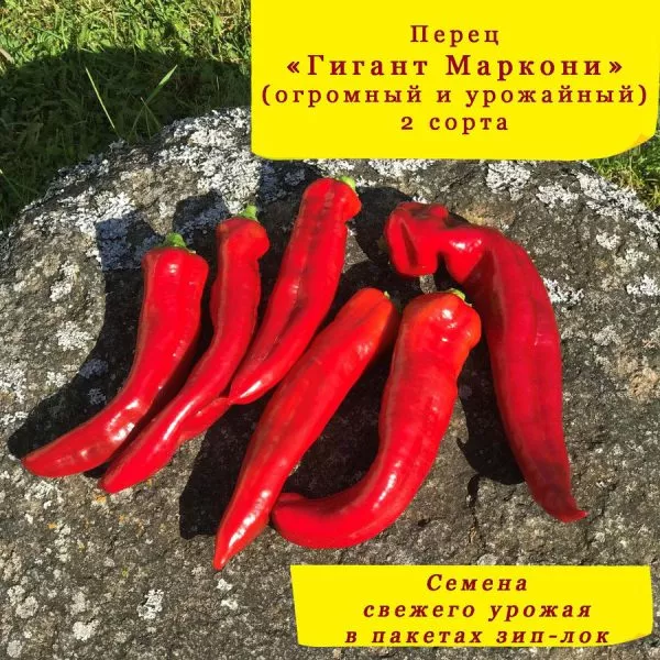 markoni-gigant-3-190720