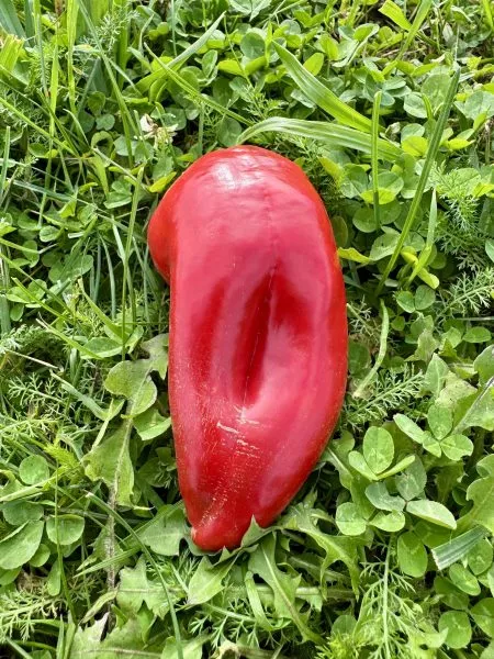 markoni-gigant-5-190720