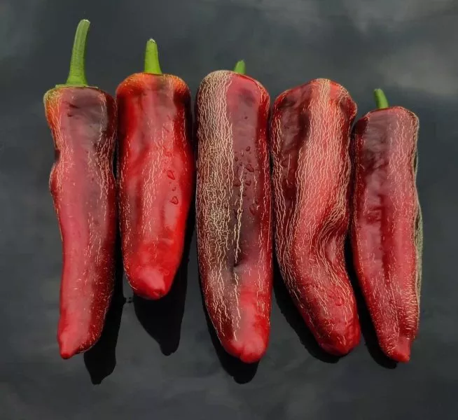 markoni-gigant-main-190720