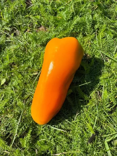 markoni-zolotoy-1-180204