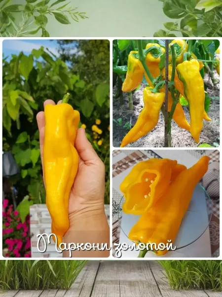 markoni-zolotoy-4-180204