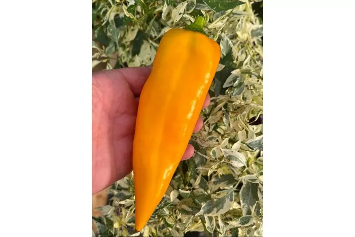 markoni-zolotoy-5-180204