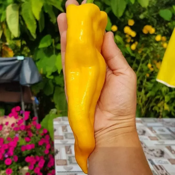 markoni-zolotoy-6-180204