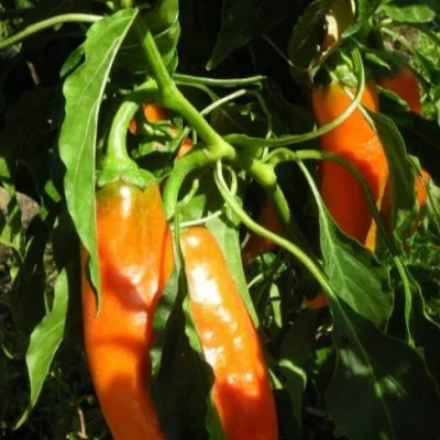 markoni-zolotoy-7-180204