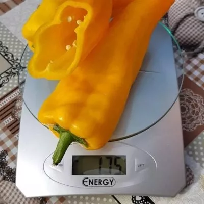 markoni-zolotoy-8-180204