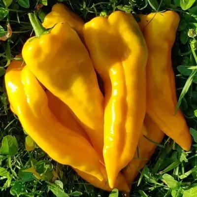 markoni-zolotoy-9-180204