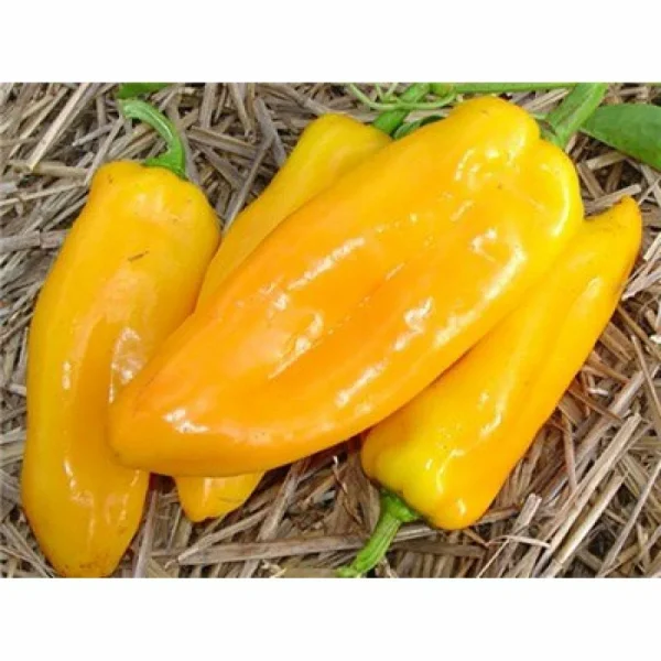 markoni-zolotoy-main-180204