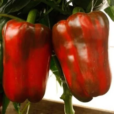 marshal-zhukov-4-182544