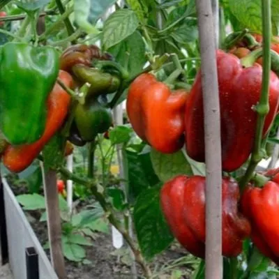 marshal-zhukov-5-182544